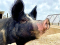 DEPOSIT FOR HALF HOG - Berkshire