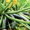 Zucchini
