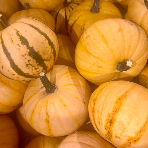 Spaghetti Squash - Whole