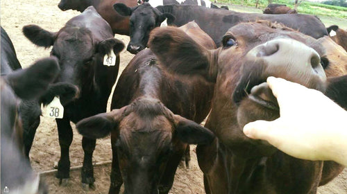 Black Angus Beef - Deposit for 1/4 of Beef