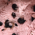 Ice Cream - Black Cherry